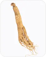 Panax Ginseng Extract